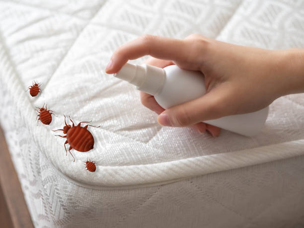 Best Spider Control Near Me  in New Bremen, OH