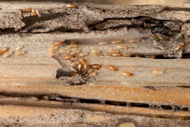 Best Wasp Removal Services  in New Bremen, OH